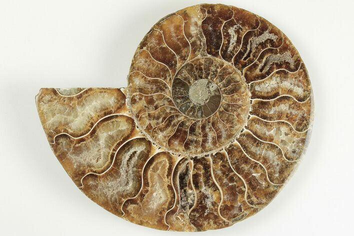Cut & Polished Ammonite Fossil (Half) - Madagascar #200049
